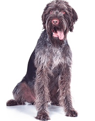 Food for senior dogs