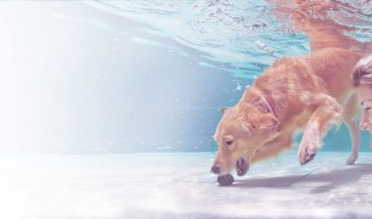 Swimming with Dog