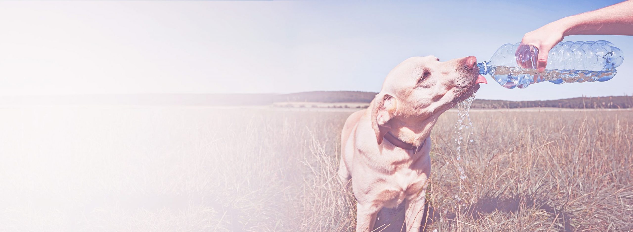 happy dog mauritius